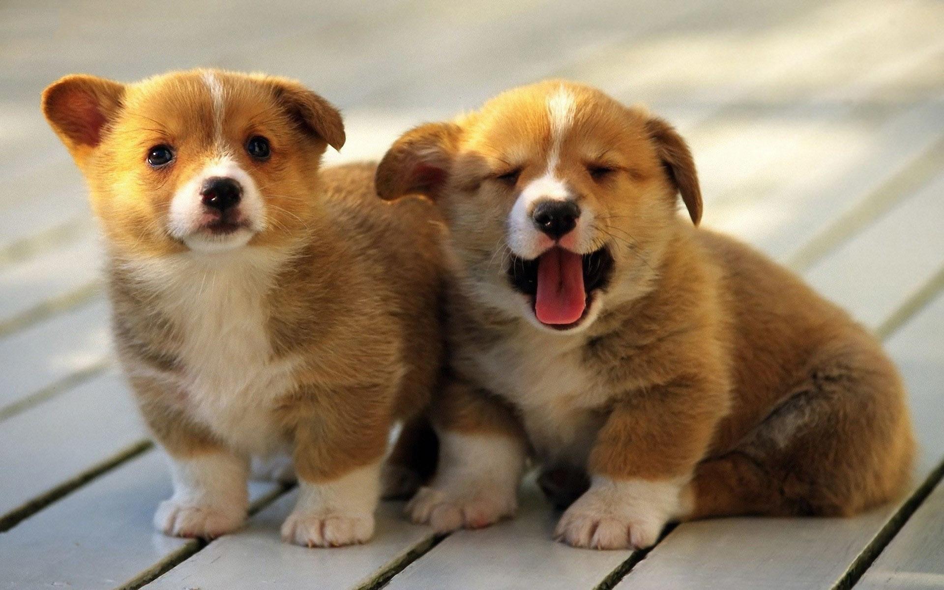 1920x1200 Corgi puppies
