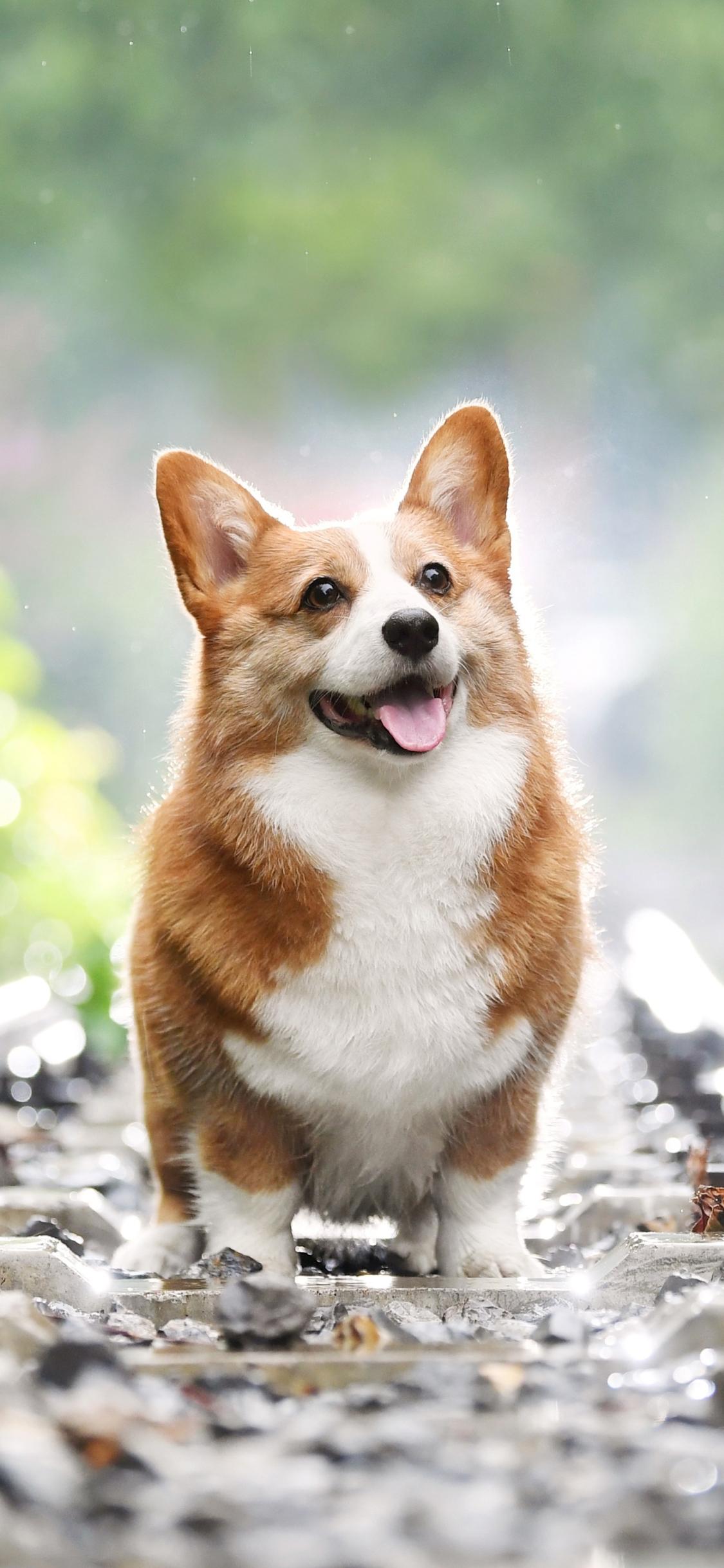 1125x2436 Animal Corgi