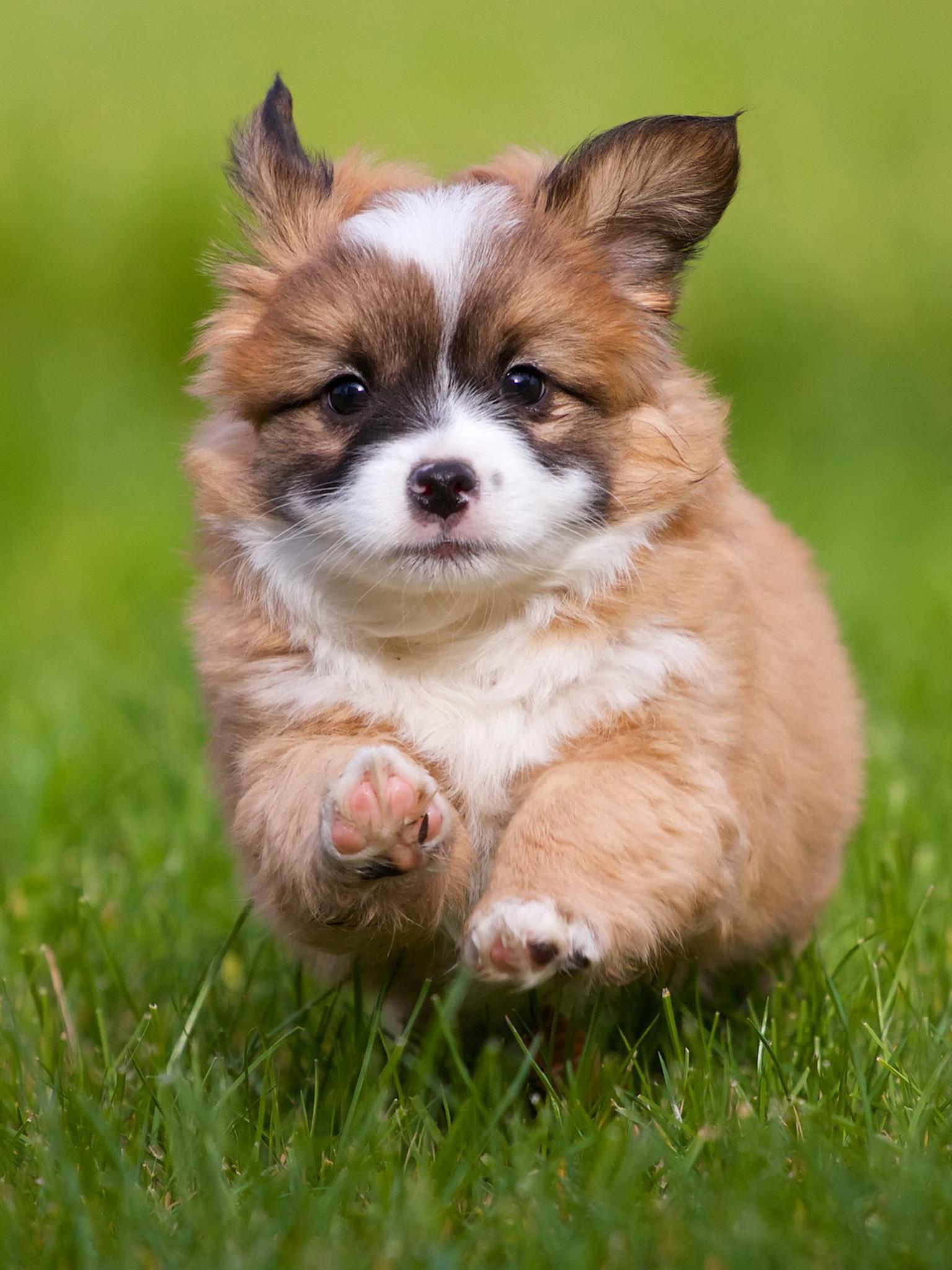 1536x2048 Pembroke Welsh Corgi (Puppy, Grass, Jump) HD Dog Wallpaper