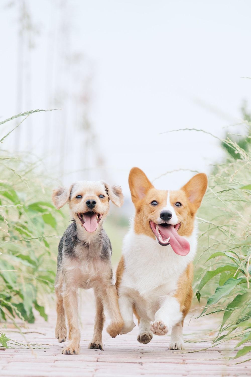 1000x1502 Corgi Picture. Download Free Image