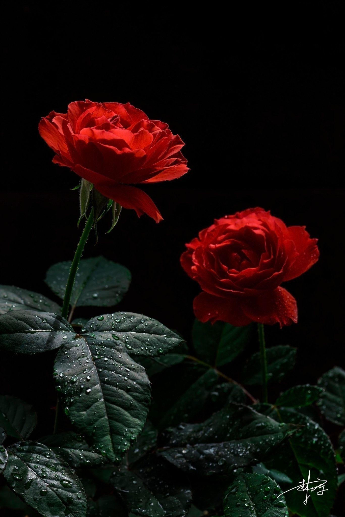 1367x2048 Red Rose Aesthetic Wallpaper