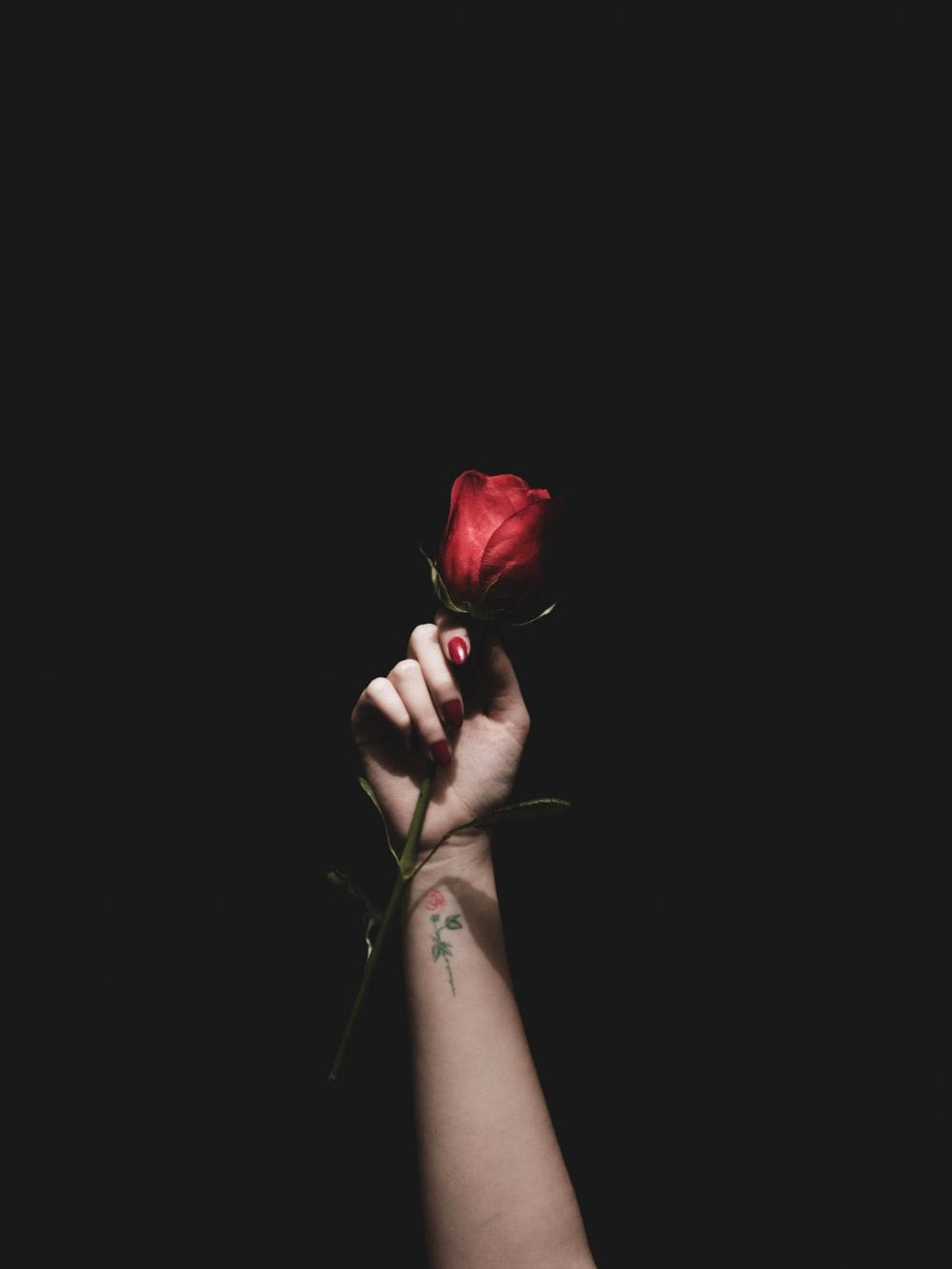 1000x1332 Black Rose Picture. Download Free Image
