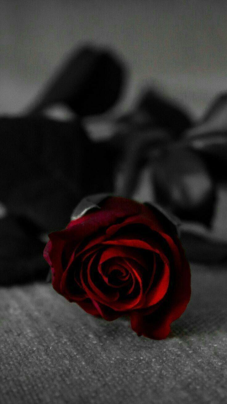 Aesthetic Black and Red Rose Wallpapers Top Free Aesthetic Black and