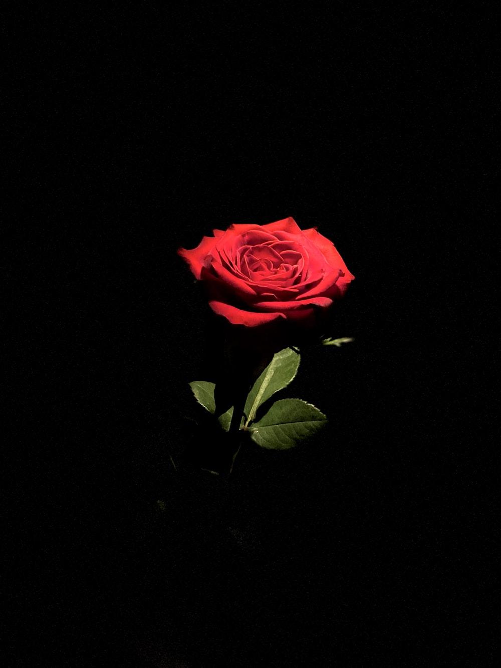 1000x1333 pink rose in bloom with black background photo