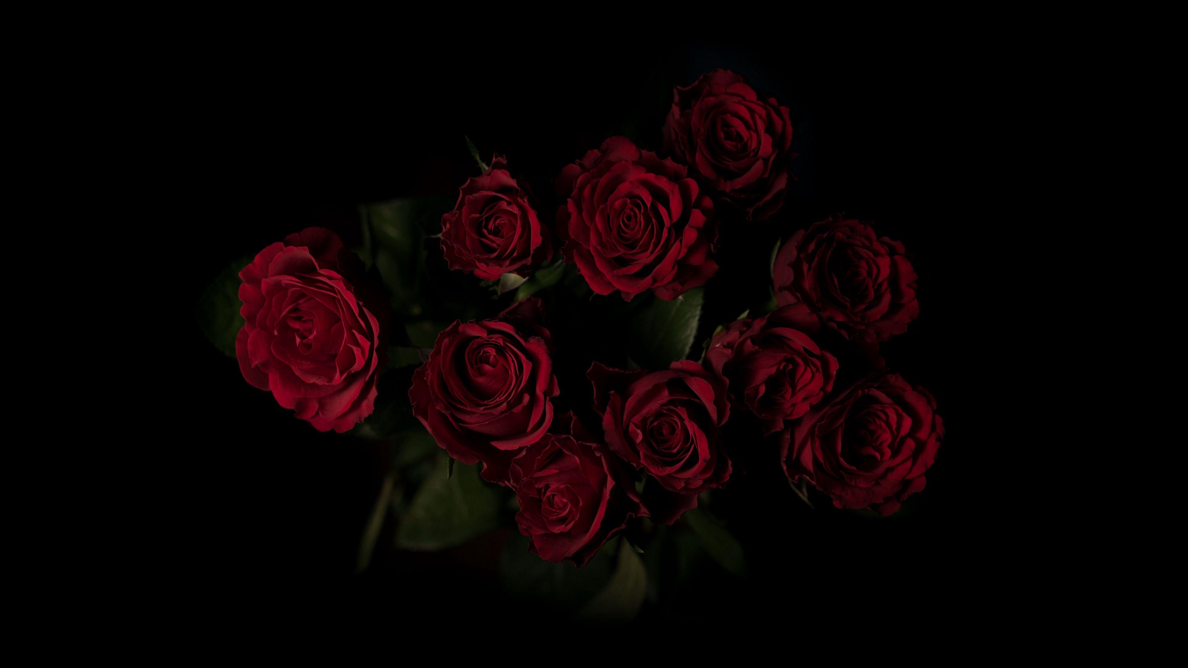 Aesthetic Black and Red Rose Wallpapers Top Free Aesthetic Black and