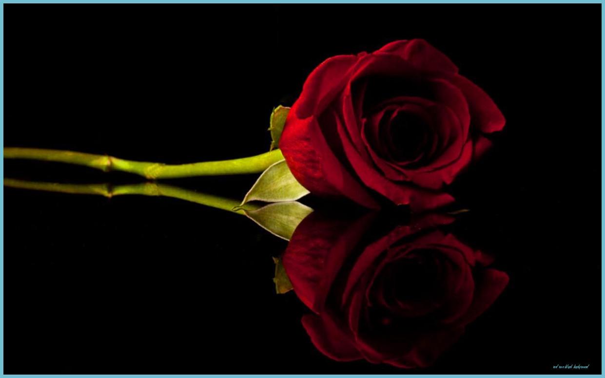 1241x776 Just Red In The Black Dark Red Roses, Red Roses Wallpaper, Rose Rose Black Background
