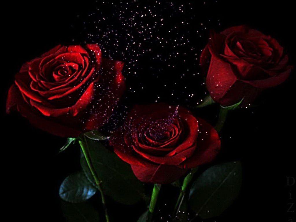 1024x768 Dark Red Rose Wallpaper Desktop