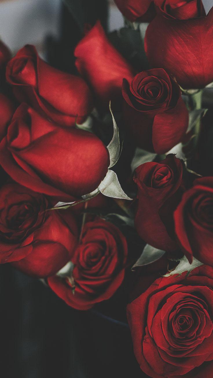736x1308 Beautiful Roses Wallpaper Background For iPhone