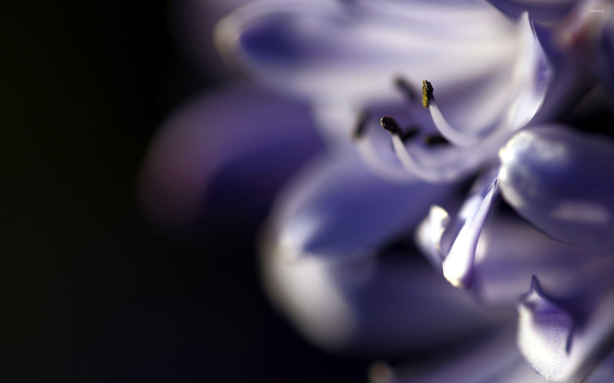 2560x1600 Purple lily [2] wallpaper wallpaper