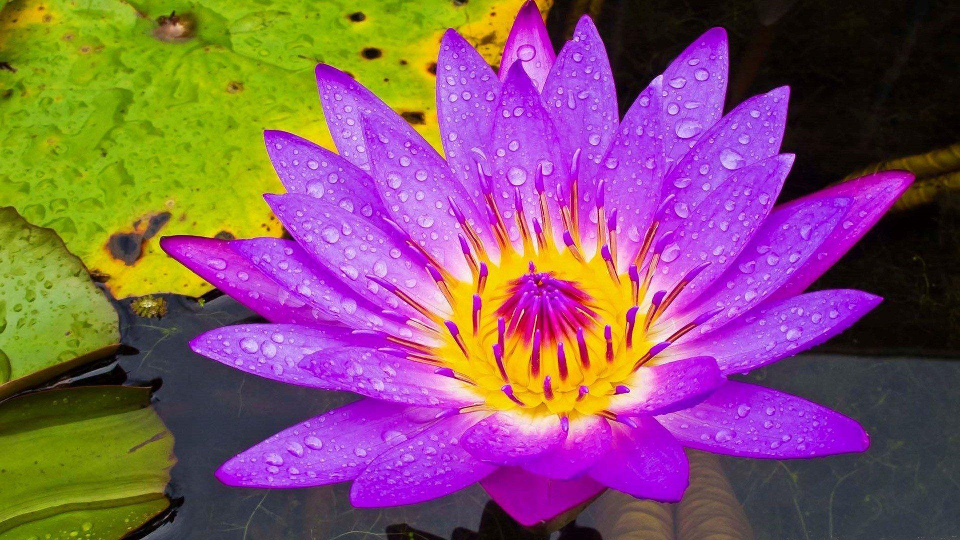 Purple Lily Wallpapers Top Free Purple Lily Backgrounds WallpaperAccess