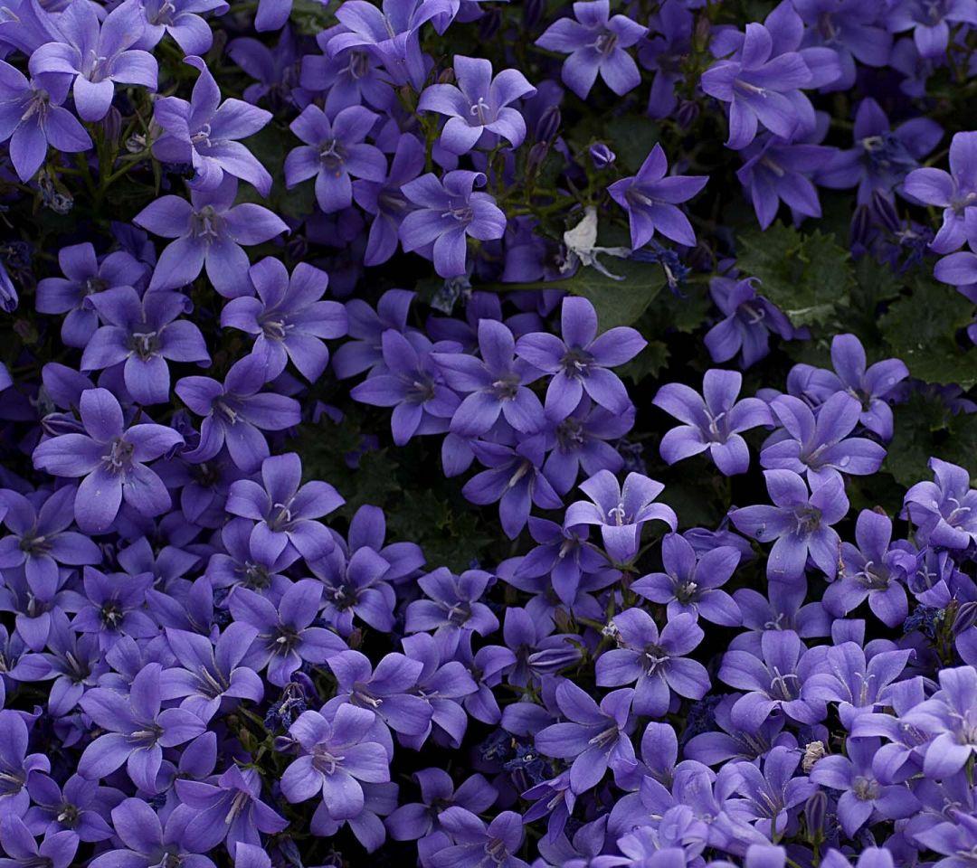 Purple Lily Wallpapers - Top Free Purple Lily Backgrounds - WallpaperAccess