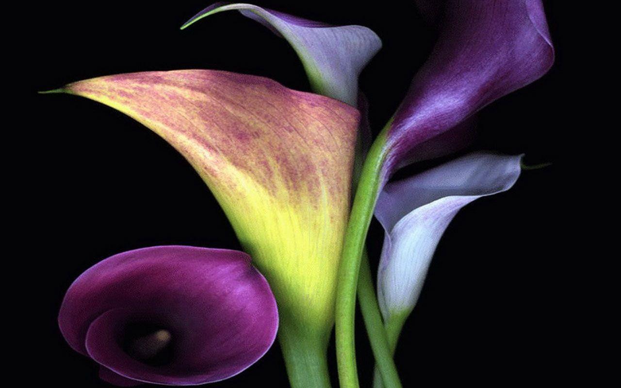 1280x800 Calla Lilies Computers Wallpaper