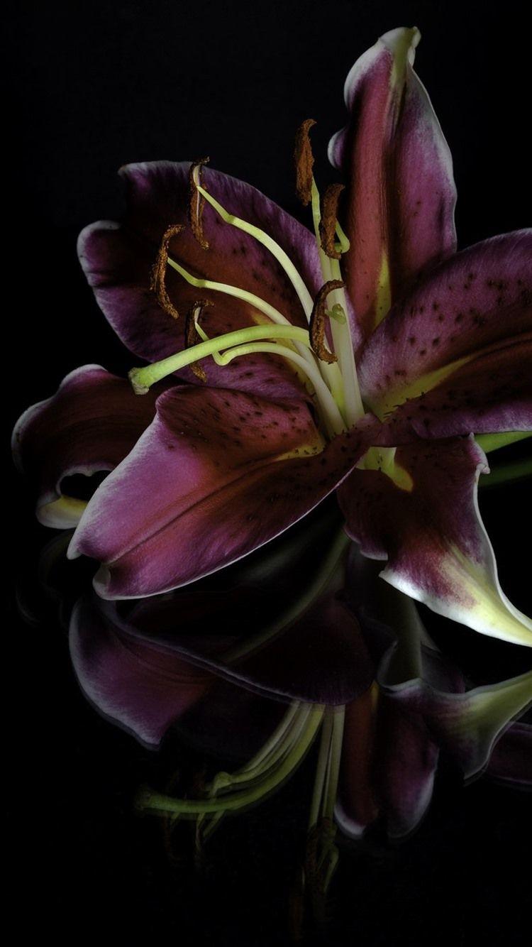 Purple Lily Wallpapers - Top Free Purple Lily Backgrounds - WallpaperAccess