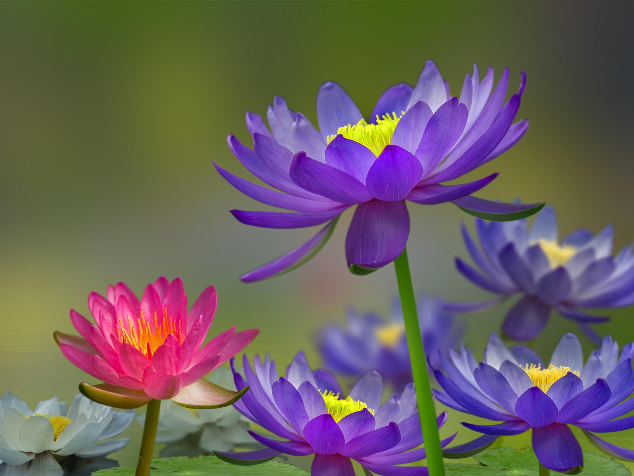 2560x1920 Wallpaper Purple and pink water lily, pond, water, birds 5120x2880 UHD 5K Picture, Image