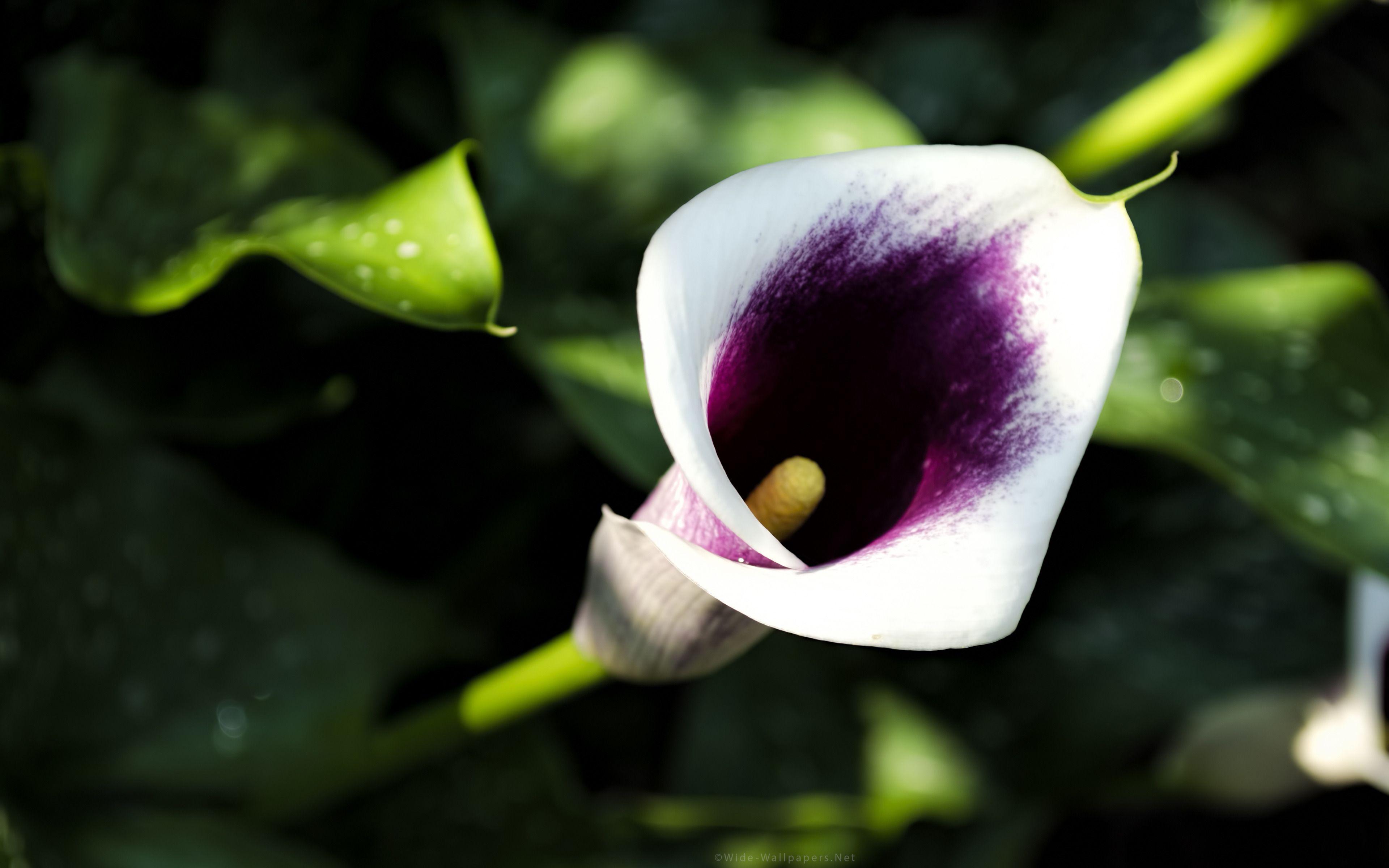 3840x2400 Calla Lily Wallpaper