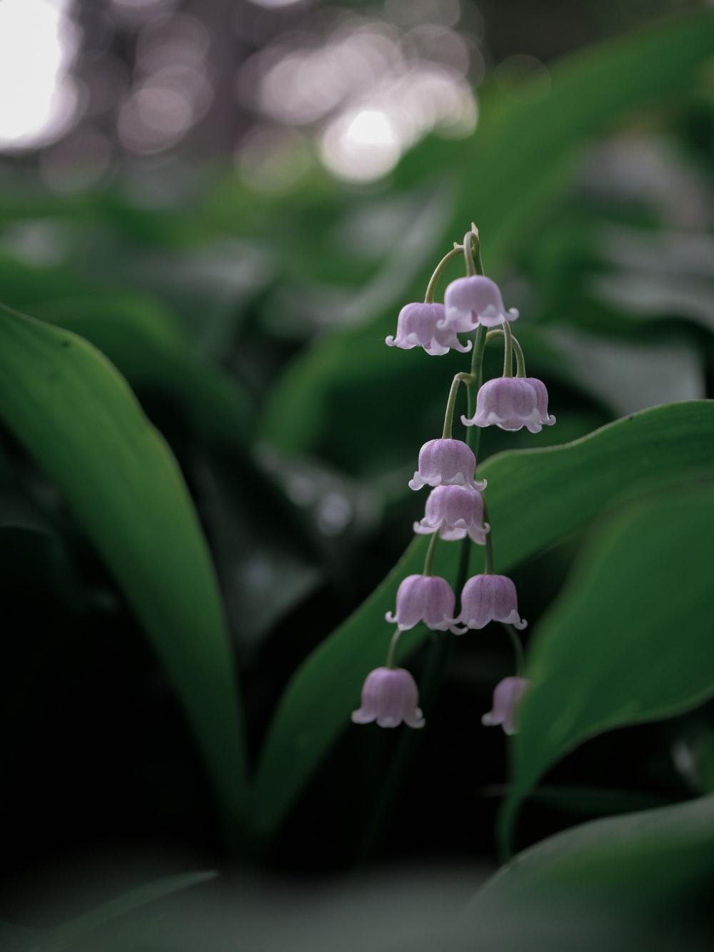 1000x1333 Lily Of The Valley Picture. Download Free Image