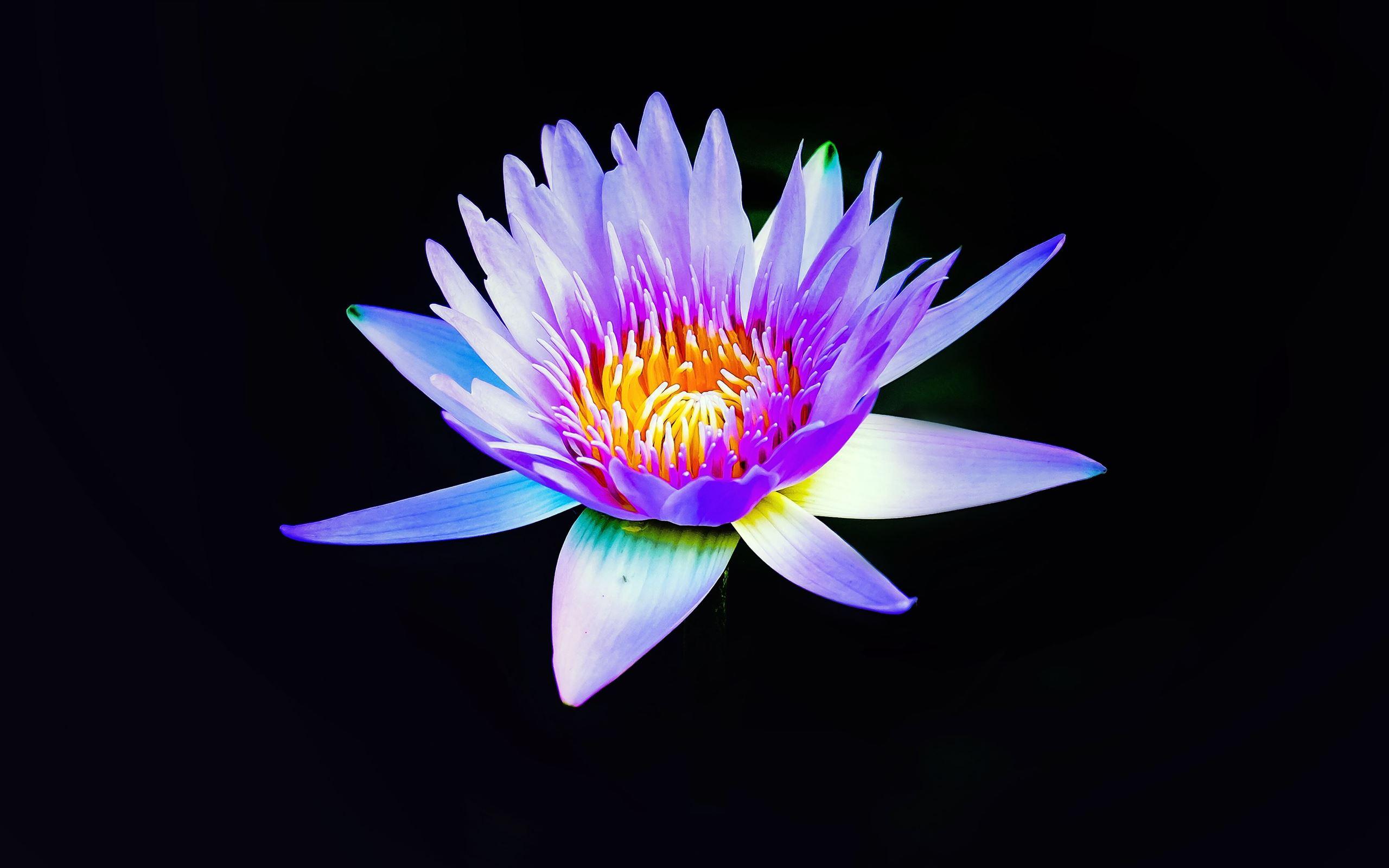 2560x1600 Best Lily Mac Wallpaper Free HD Download