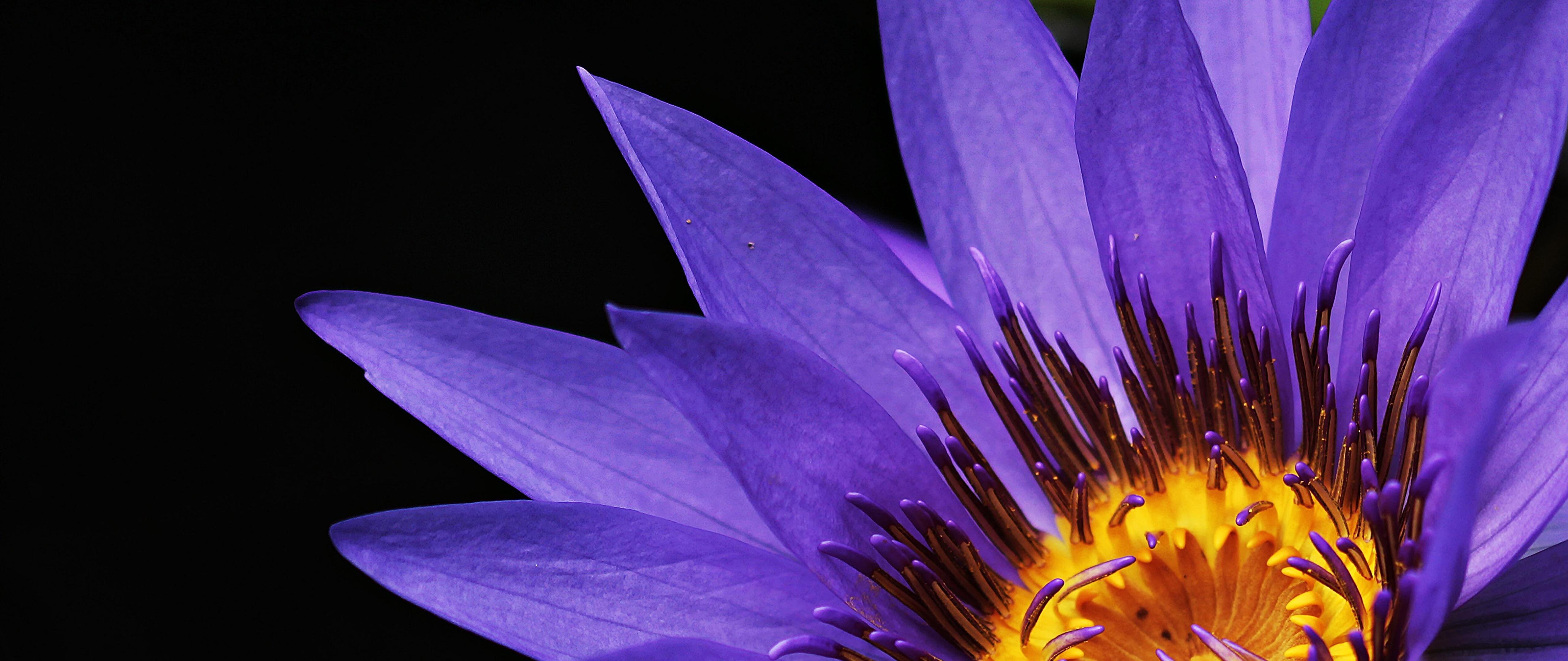 5120x2160 Water Lily 4K wallpaper