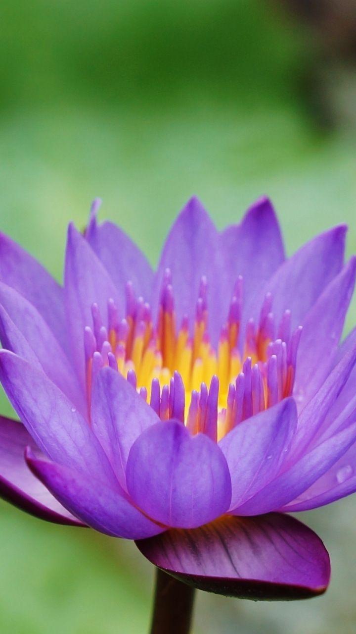 720x1280 Blue, water lily, flower, bloom, 720x1280 wallpaper. Water lilies painting, Beautiful flowers, Water lily