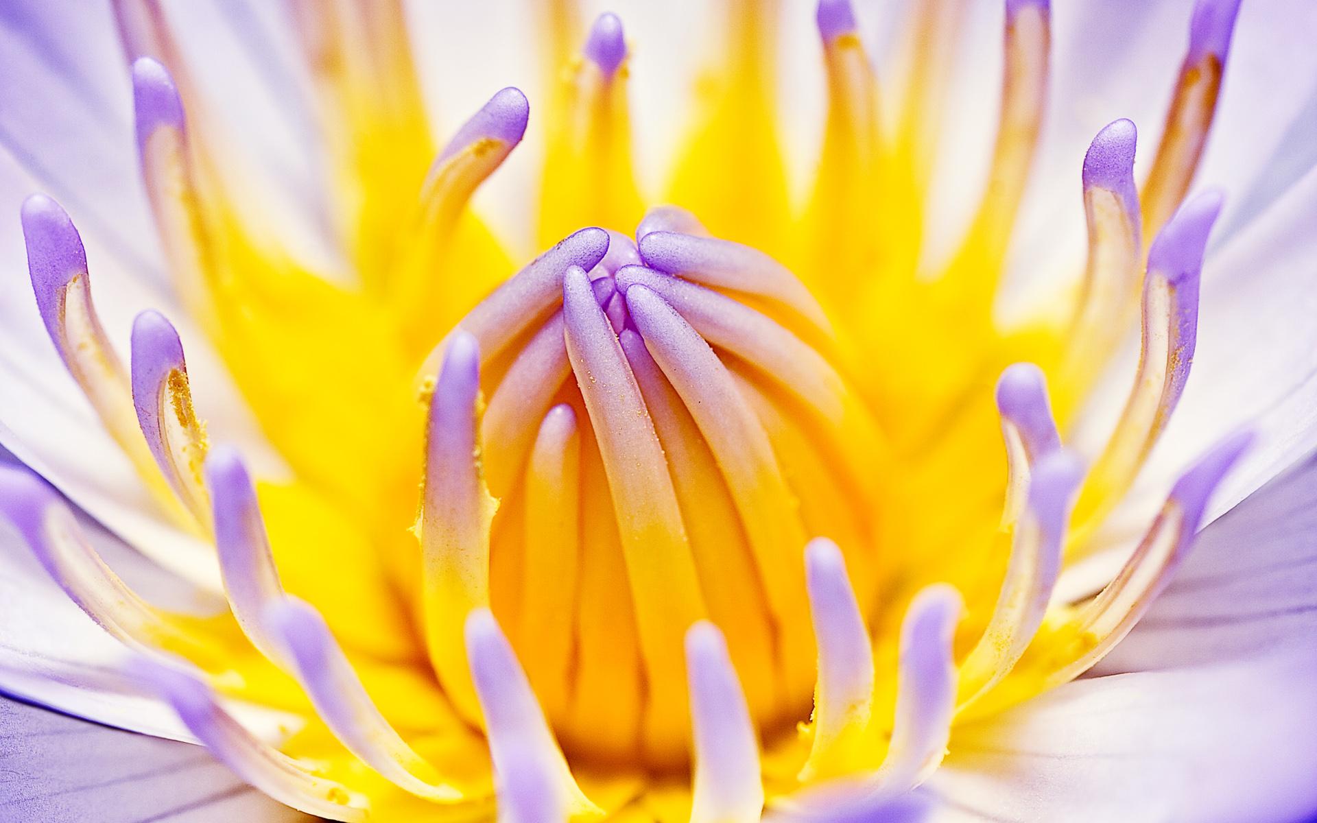 1920x1200 Wallpaper 4k Purple Water Lily Crocus, Lily, Purple, Water