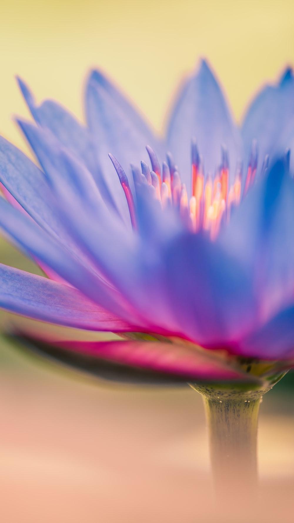 1000x1778 Lilly Picture. Download Free Image