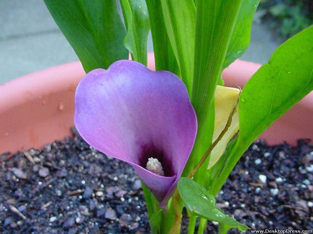 1024x768 Desktop Wallpaper Flowers Background Purple Calla Lily