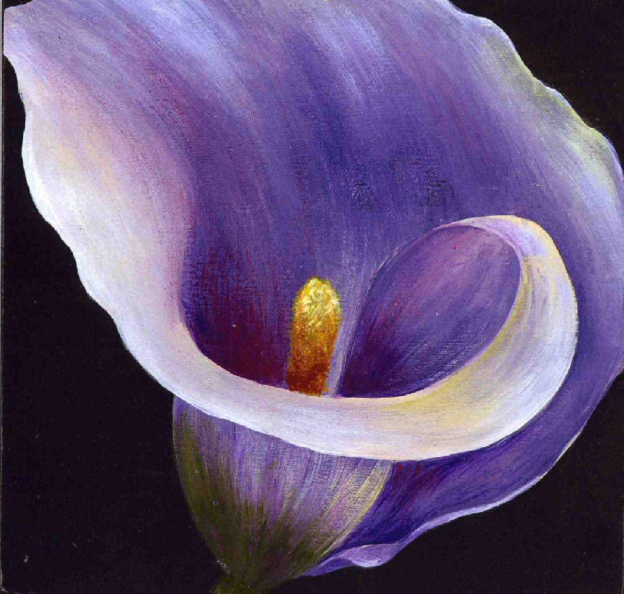 1247x1186 Free download Beautiful Wallpaper calla lily flowers wallpaper [1247x1186] for your Desktop, Mobile & Tablet. Explore Flowers Lilies Purple Wallpaper. Purple Flower Wallpaper, Free Purple Flower Wallpaper, Calla Lily Wallpaper Border