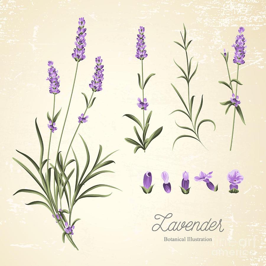 Lavender Art Wallpapers - Top Free Lavender Art Backgrounds