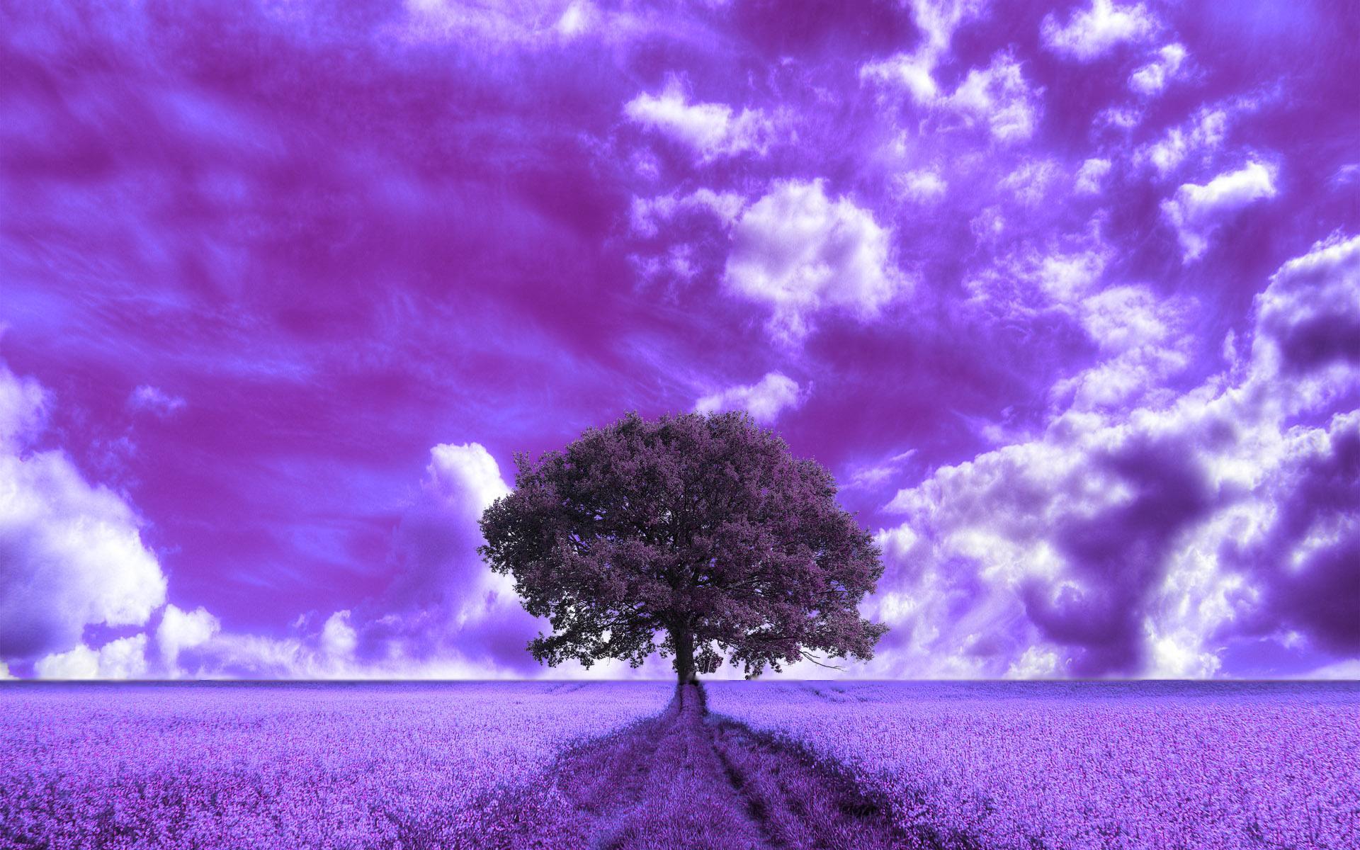 1920x1200 Purple Clouds and Field HD Wallpaper