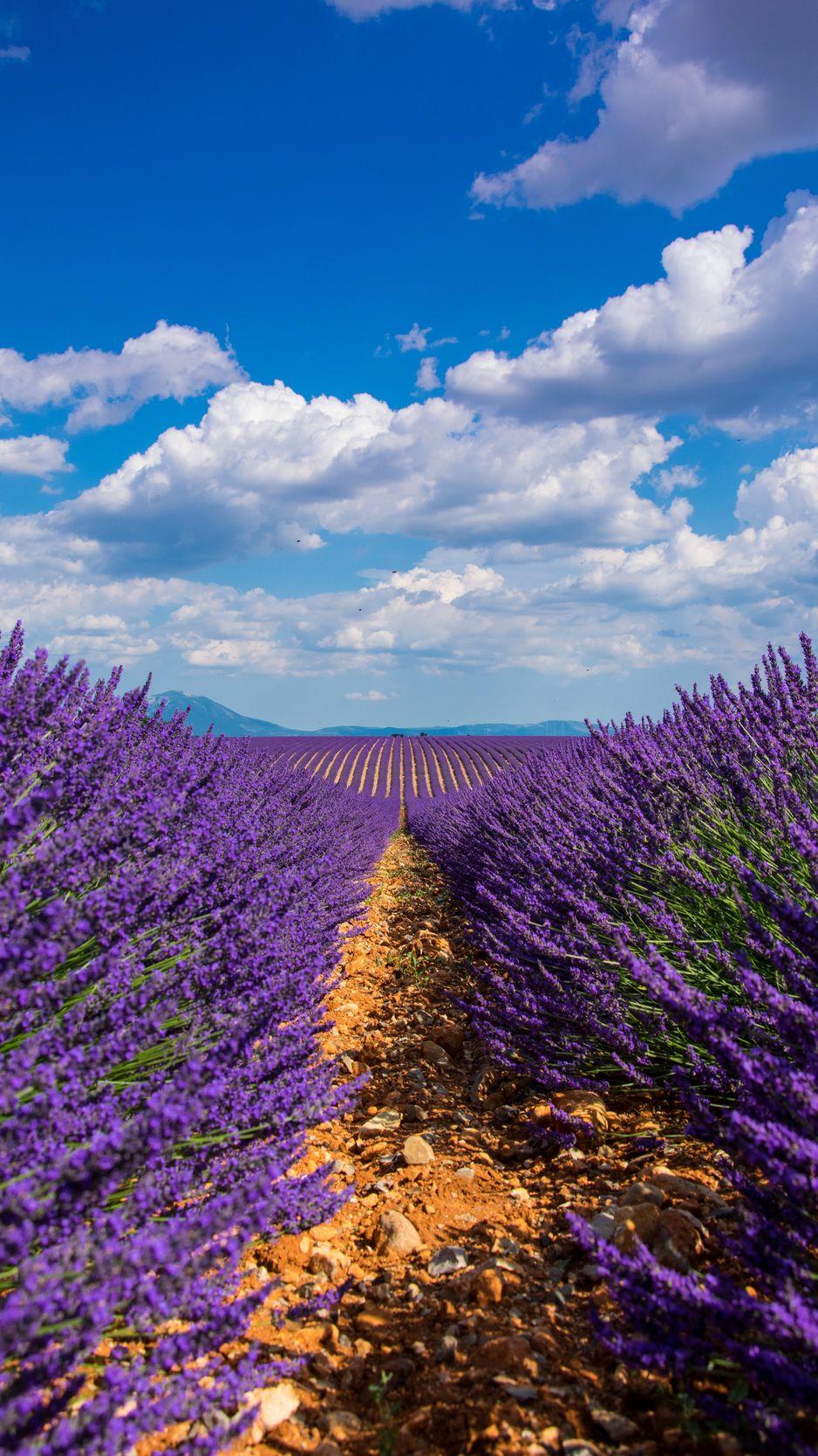 938x1668 Download Wallpaper 938x1668 Lavender, Field, Sky, Bloom Iphone 8 7 6s 6 For Parallax HD Background