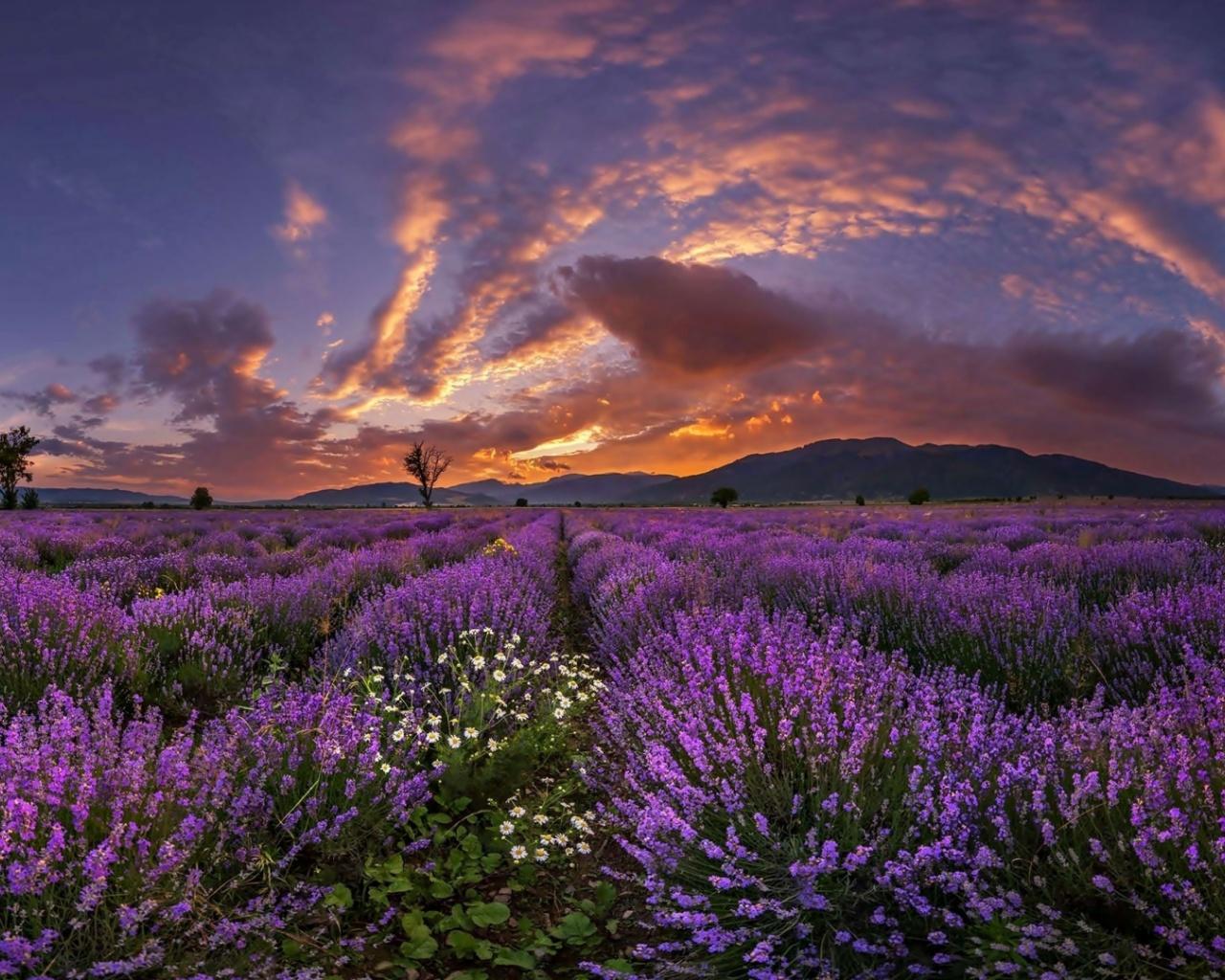 1280x1024 Purple Lavender Clouds Sunset desktop PC and Mac wallpaper