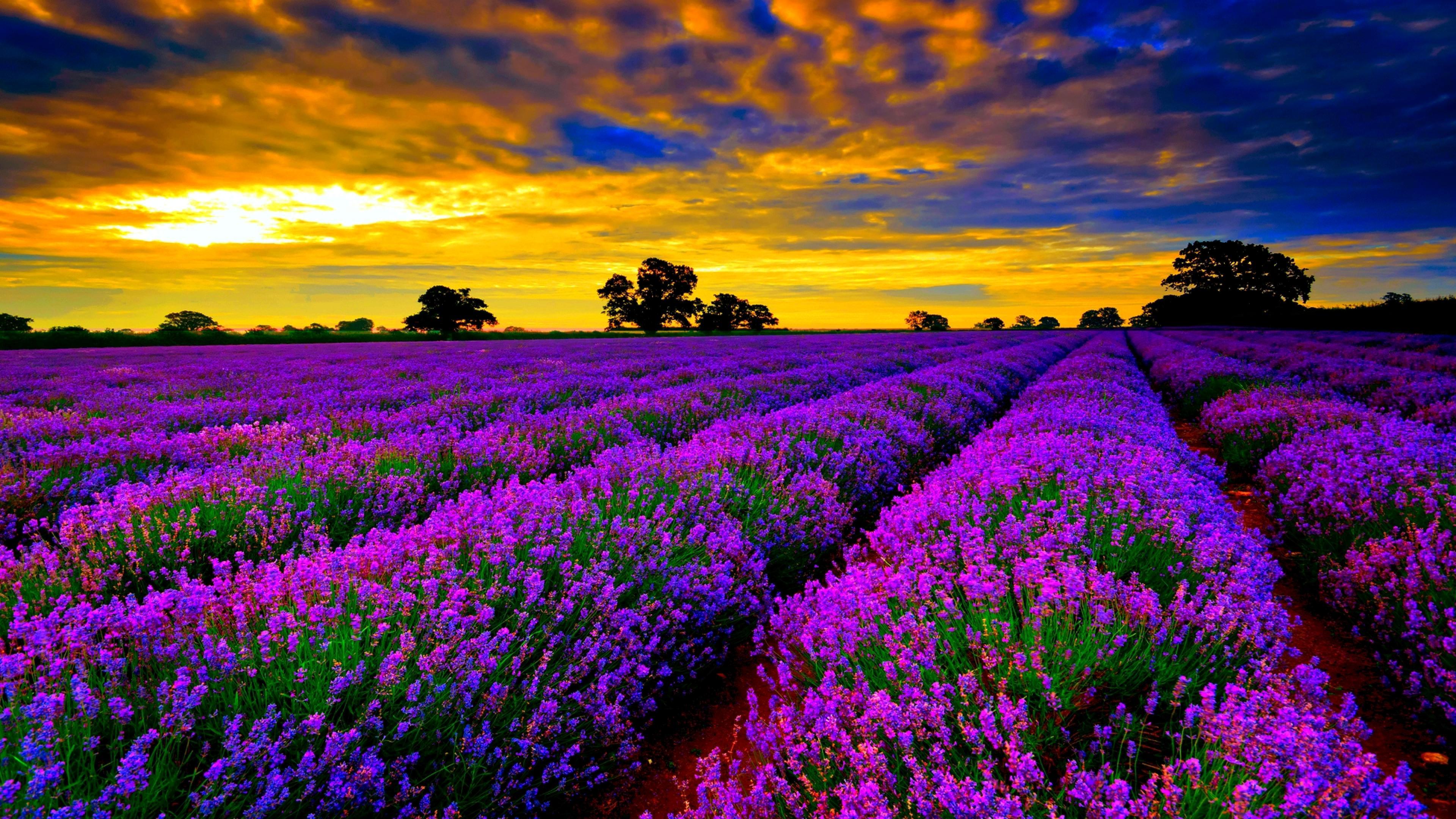 3840x2160 Field Lavender Purple Flowers Sunset Orange Sky Clouds HD Wallpaper Ultra HD 4k Wallpaper For Desktop & Mobiles :