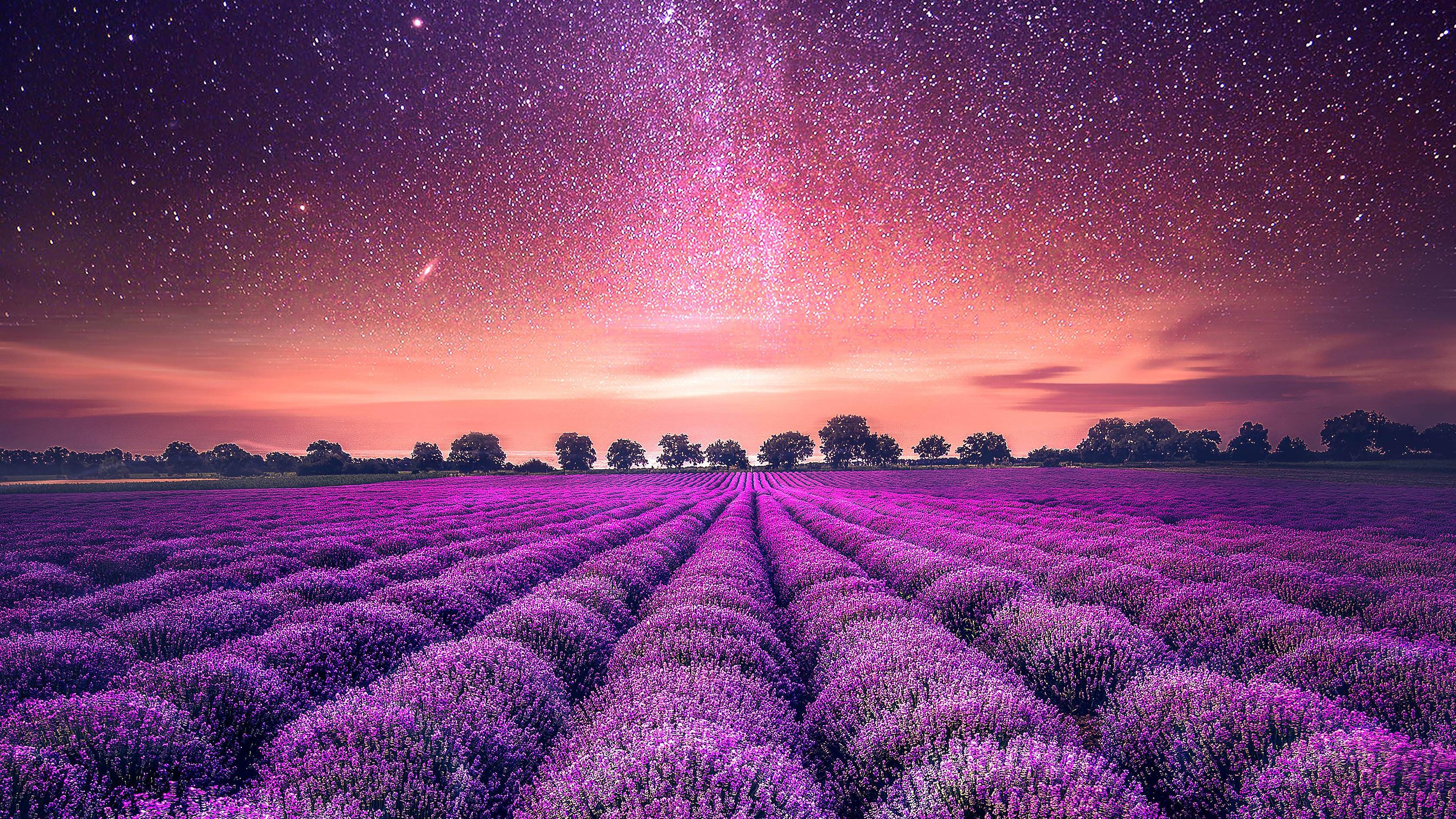 4K Lavender Wallpapers - Top Free 4K Lavender Backgrounds - WallpaperAccess