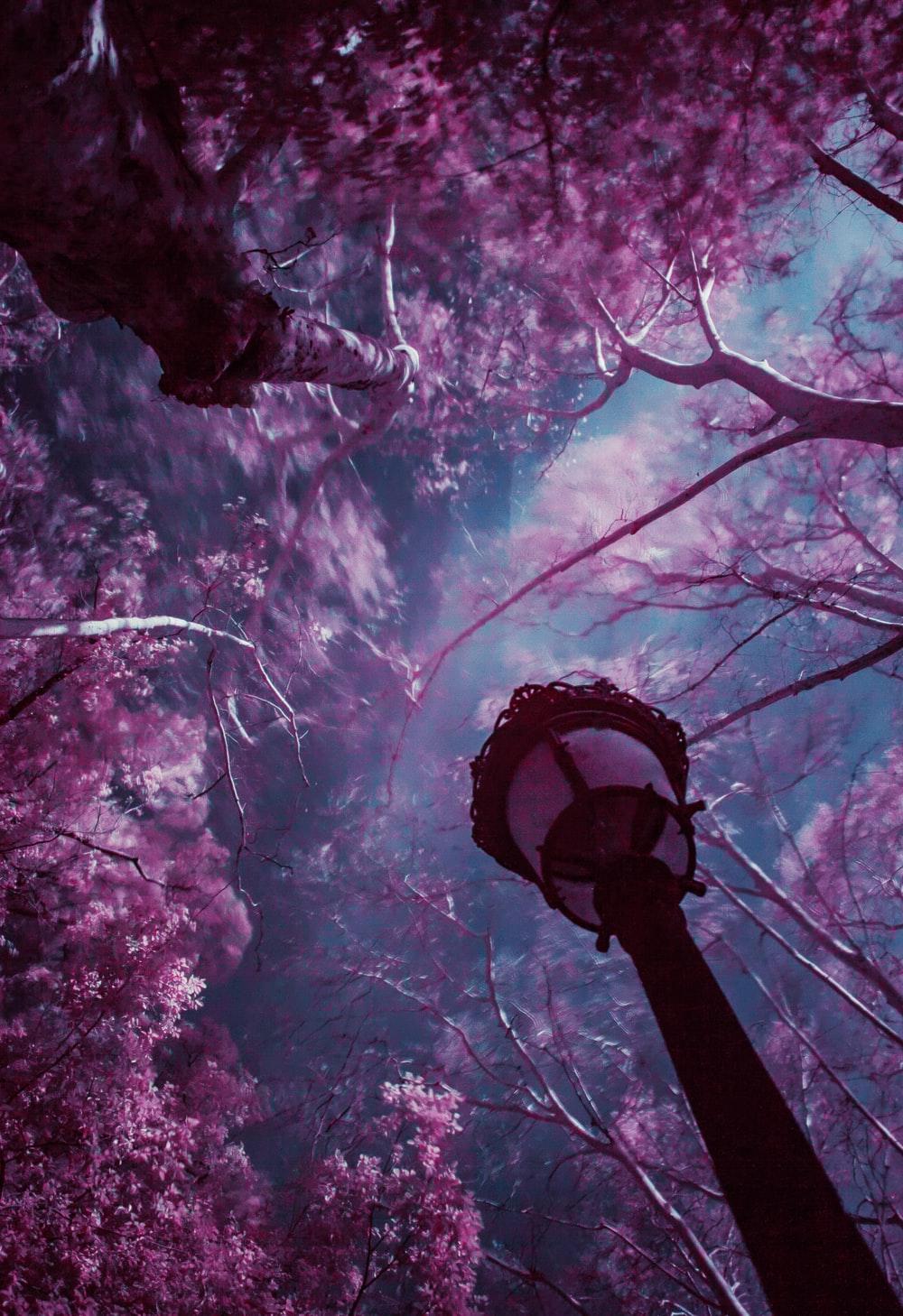 1000x1458 Purple Forest Picture. Download Free Image
