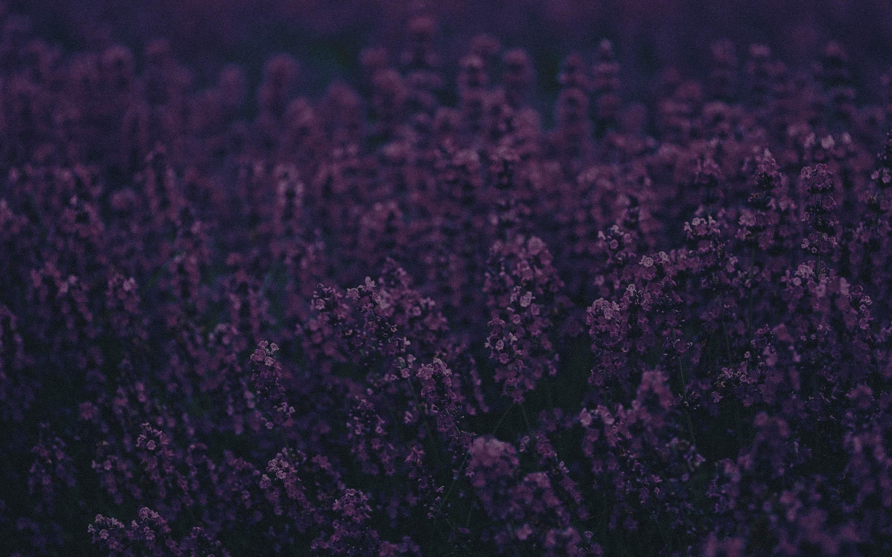 2880x1800 Lavender, HD Flowers, 4k Wallpaper, Image, Background, Photo and Picture