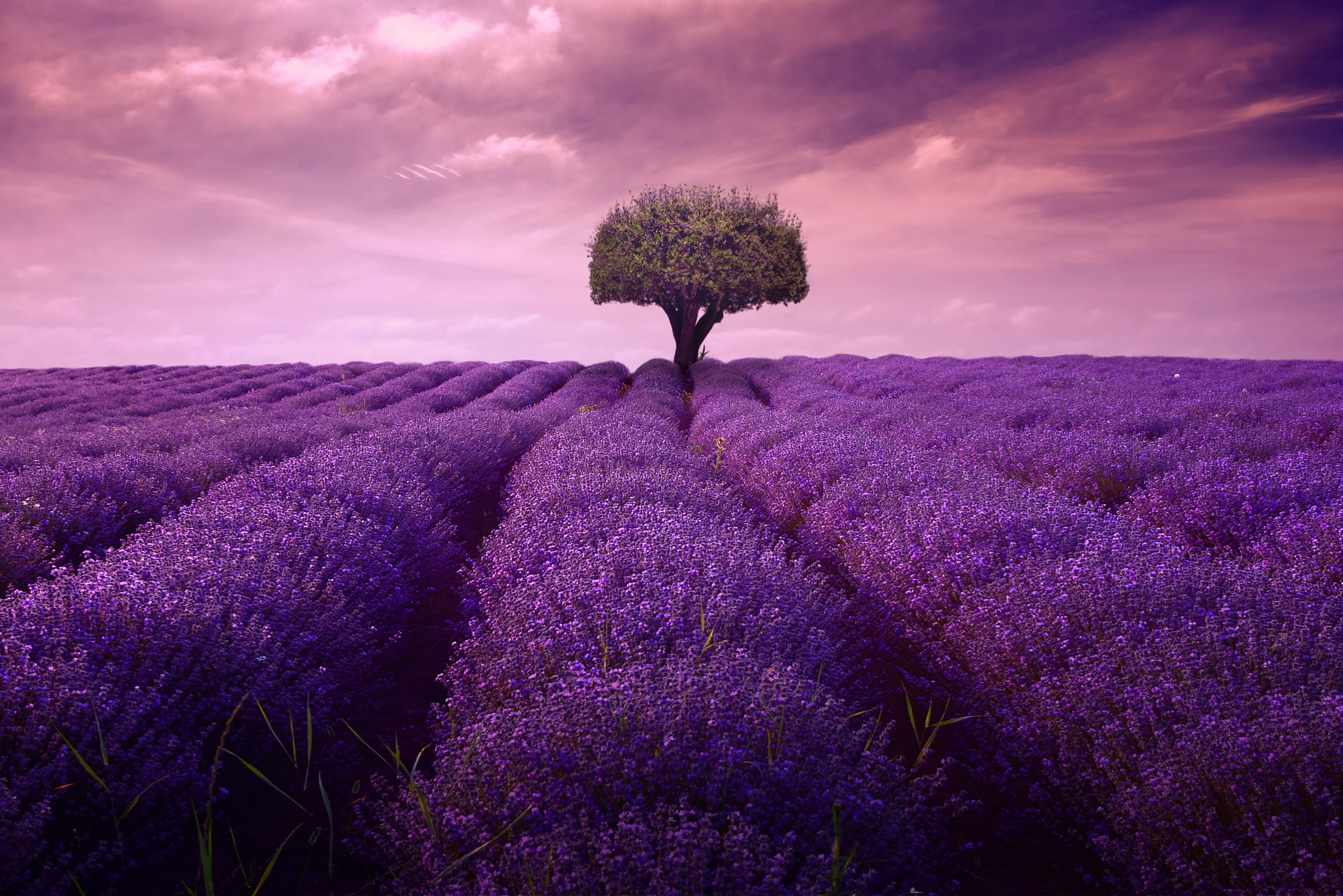 4K Lavender Wallpapers - Top Free 4K Lavender Backgrounds - WallpaperAccess