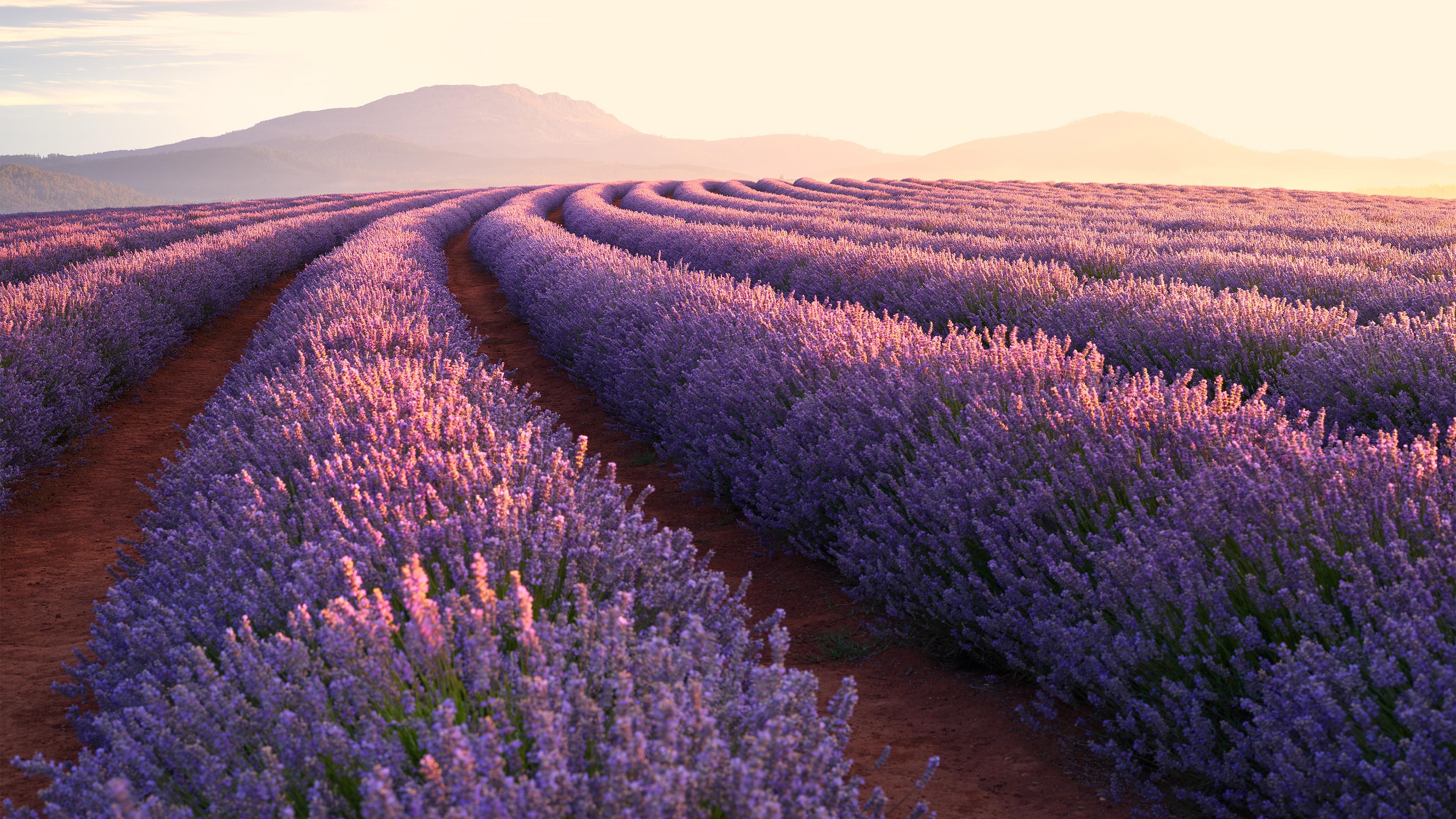 4K Lavender Wallpapers - Top Free 4K Lavender Backgrounds - WallpaperAccess