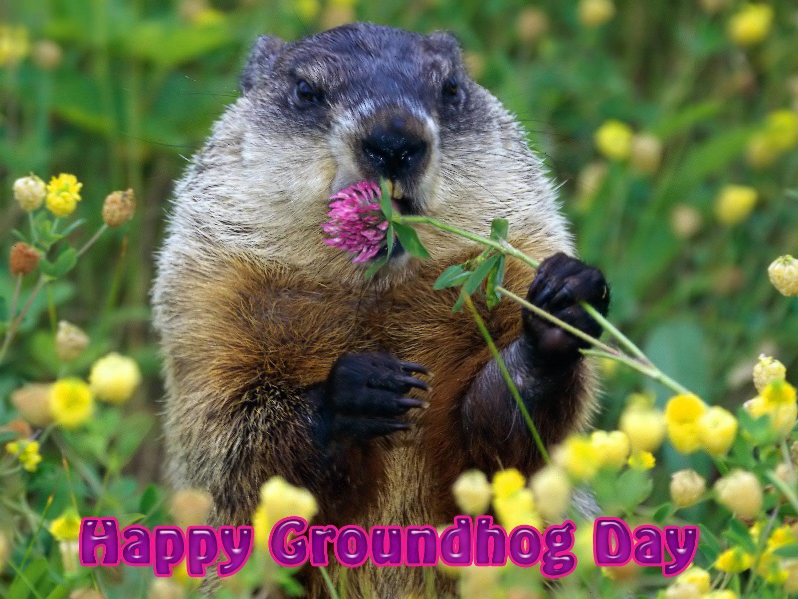 1600x1200 Groundhog Day Wallpaper