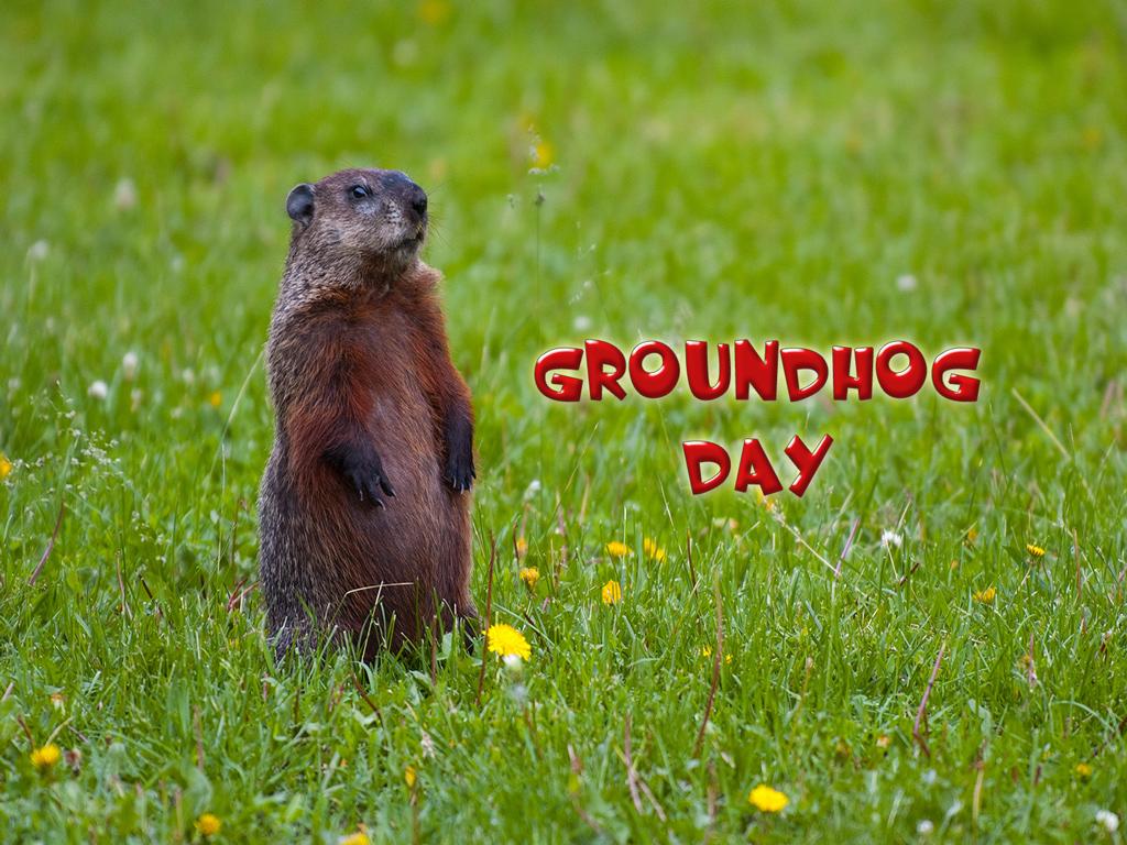 1024x768 Free download Download image Groundhogs Day Desktop Wallpaper PC Android iPhone [1024x768] for your Desktop, Mobile & Tablet. Explore Happy Groundhog Day Wallpaper. Happy Groundhog Day Wallpaper, Groundhog Day