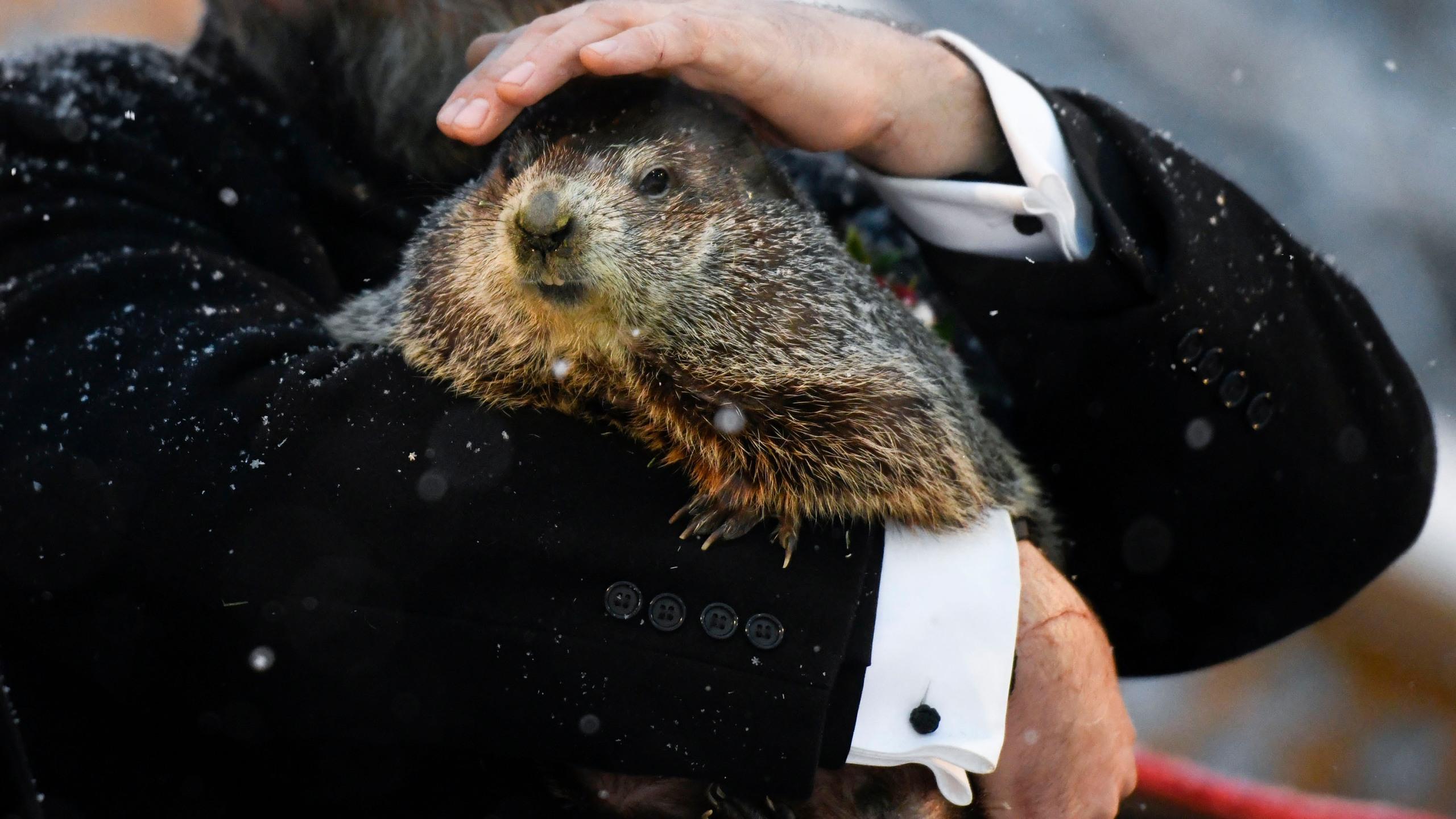 2560x1440 It's Punxsutawney Phil's Annual Forecast! Early Spring or 6 More Weeks of Winter?