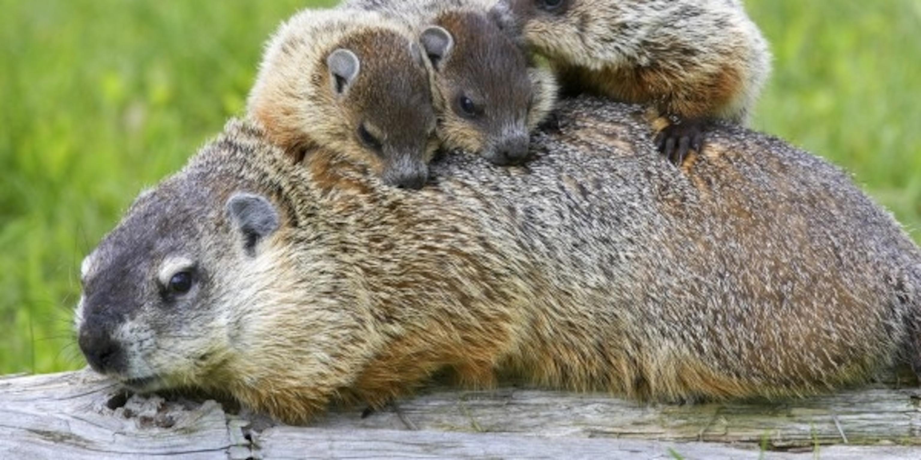 3072x1536 facts about groundhogs