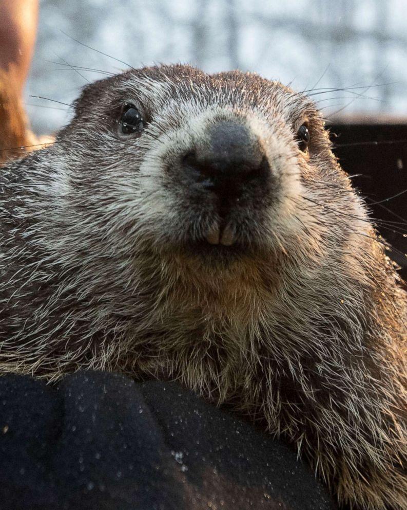 793x992 Punxsutawney Phil predicts 6 more weeks of winter after seeing his shadow at virtual ceremony