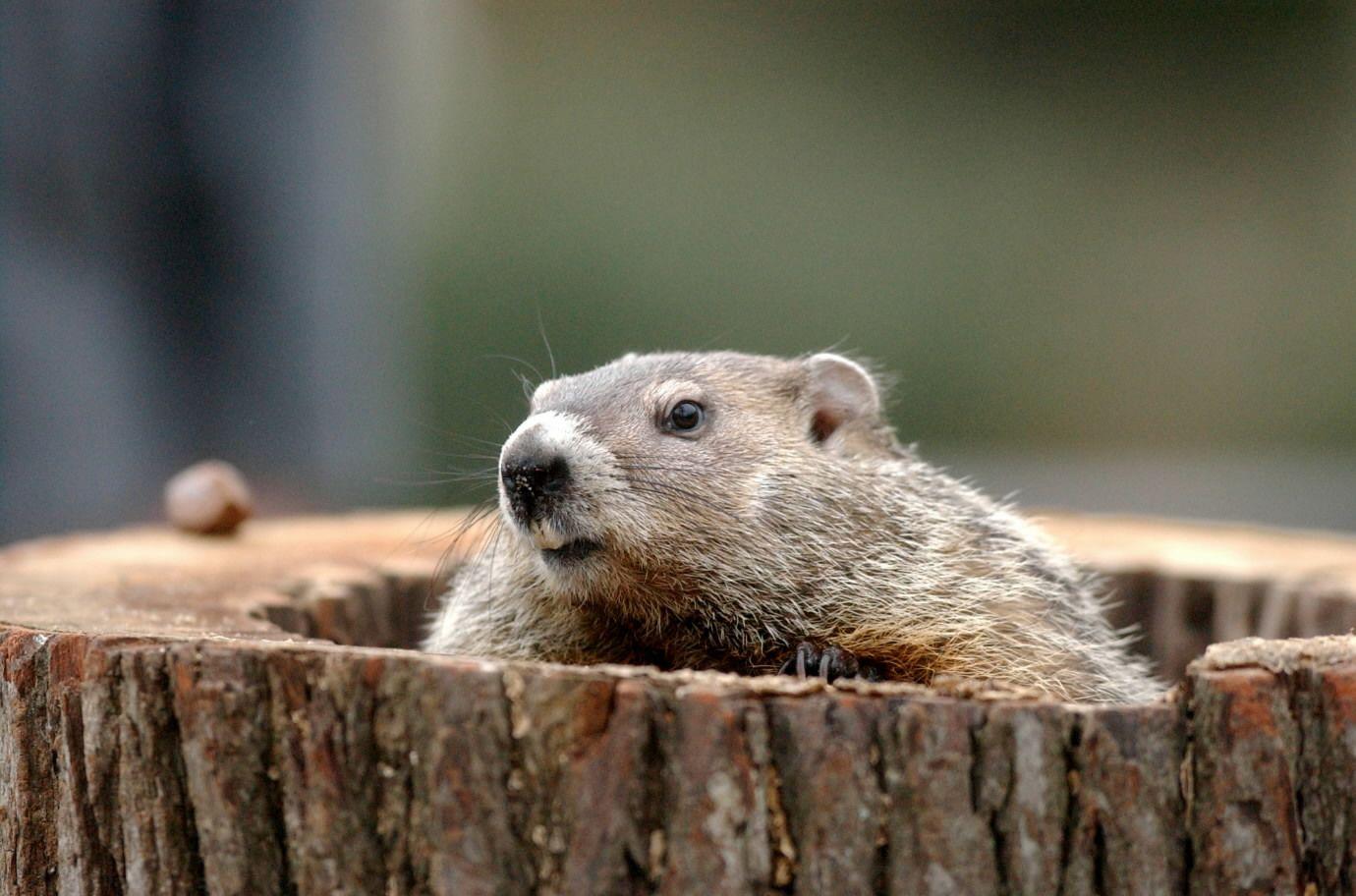 1380x912 Free download Groundhog Day Wallpaper [1380x912] for your Desktop, Mobile & Tablet. Explore Groundhog Day Wallpaper. Happy Groundhog Day Wallpaper