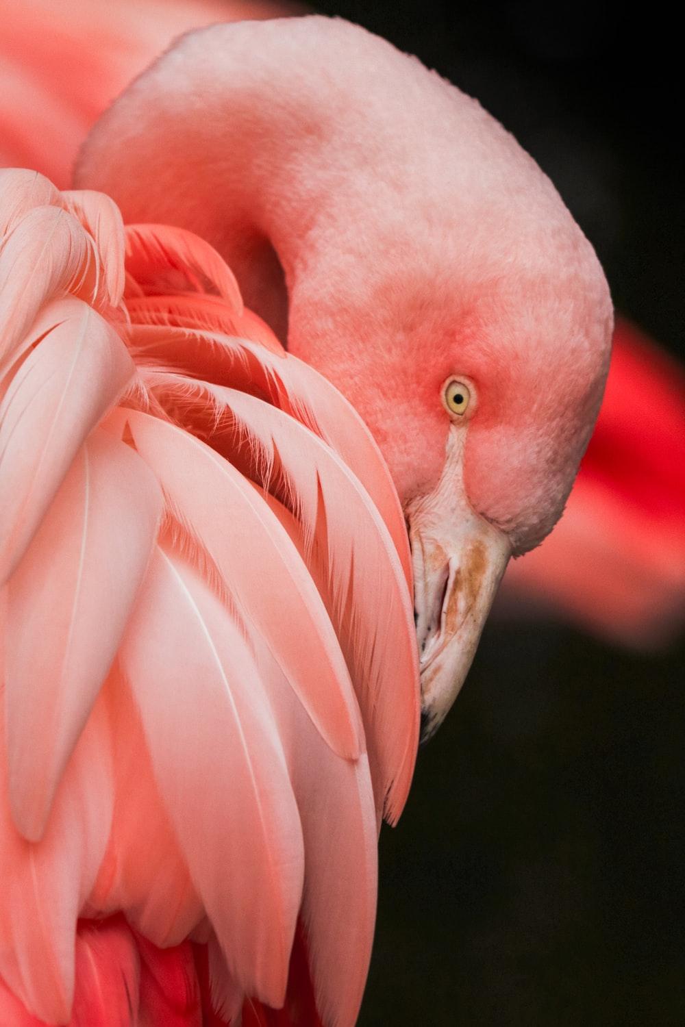 1000x1500 Flamingo Wallpaper: Free HD Download [HQ]