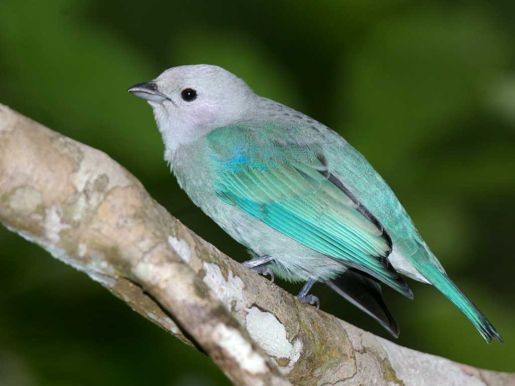 1024x768 Summer Birds Wallpaper