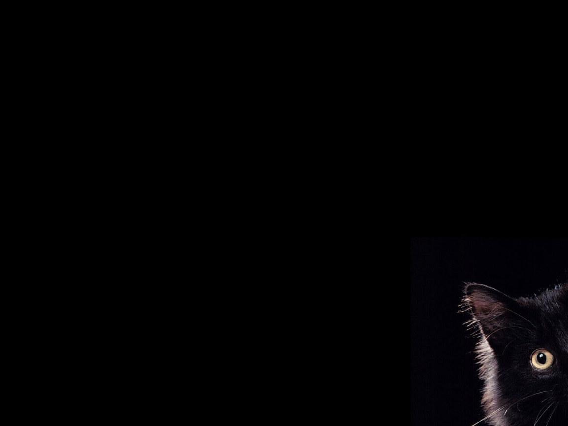 1152x864 Black cat wallpaper, pets, animal themes, domestic, domestic cat, domestic animals • Wallpaper For You HD Wallpaper For Desktop & Mobile
