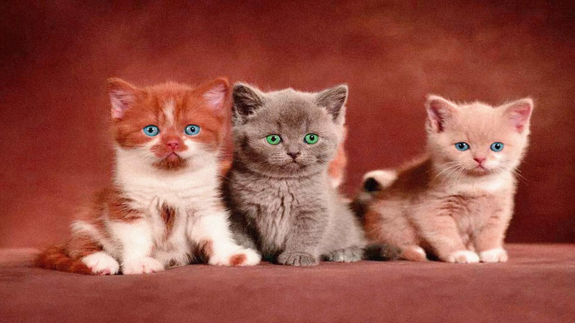 1920x1080 Kitten Wallpaper and HD Background free download on PicGaGa