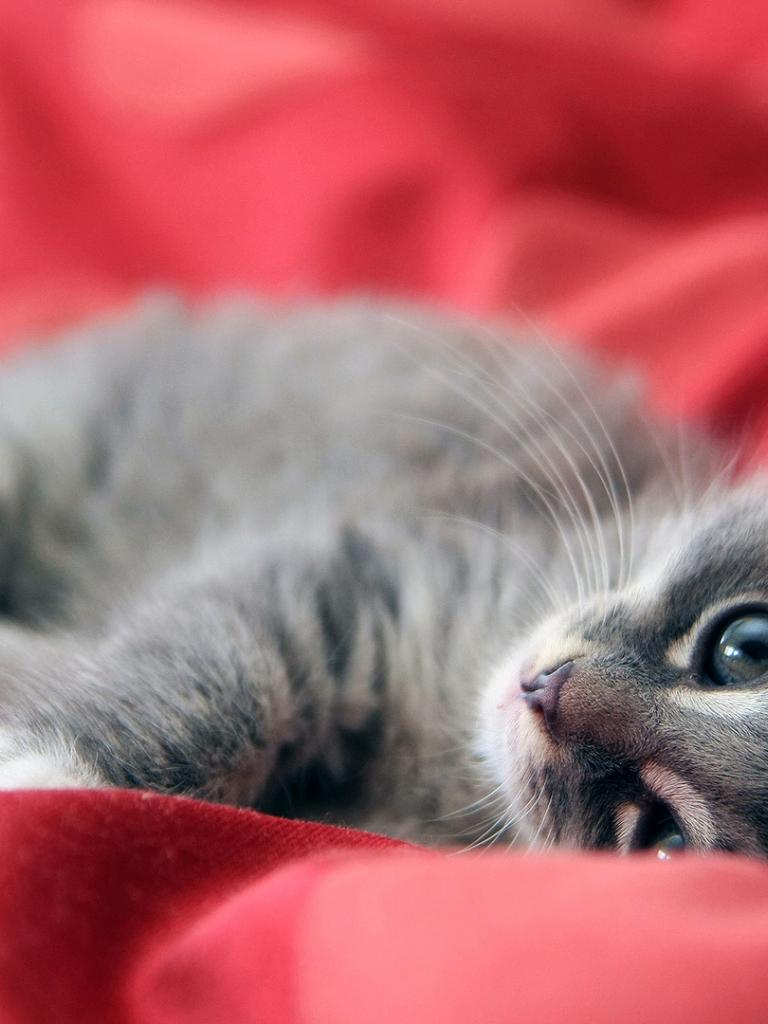 768x1024 Free download 41] Cats Valentines Day Wallpaper [1920x1080] for your Desktop, Mobile & Tablet. Explore Valentine Cat Wallpaper Free. Valentine Cat Wallpaper Free, Cat Valentine Wallpaper, Grumpy Cat Valentine Wallpaper