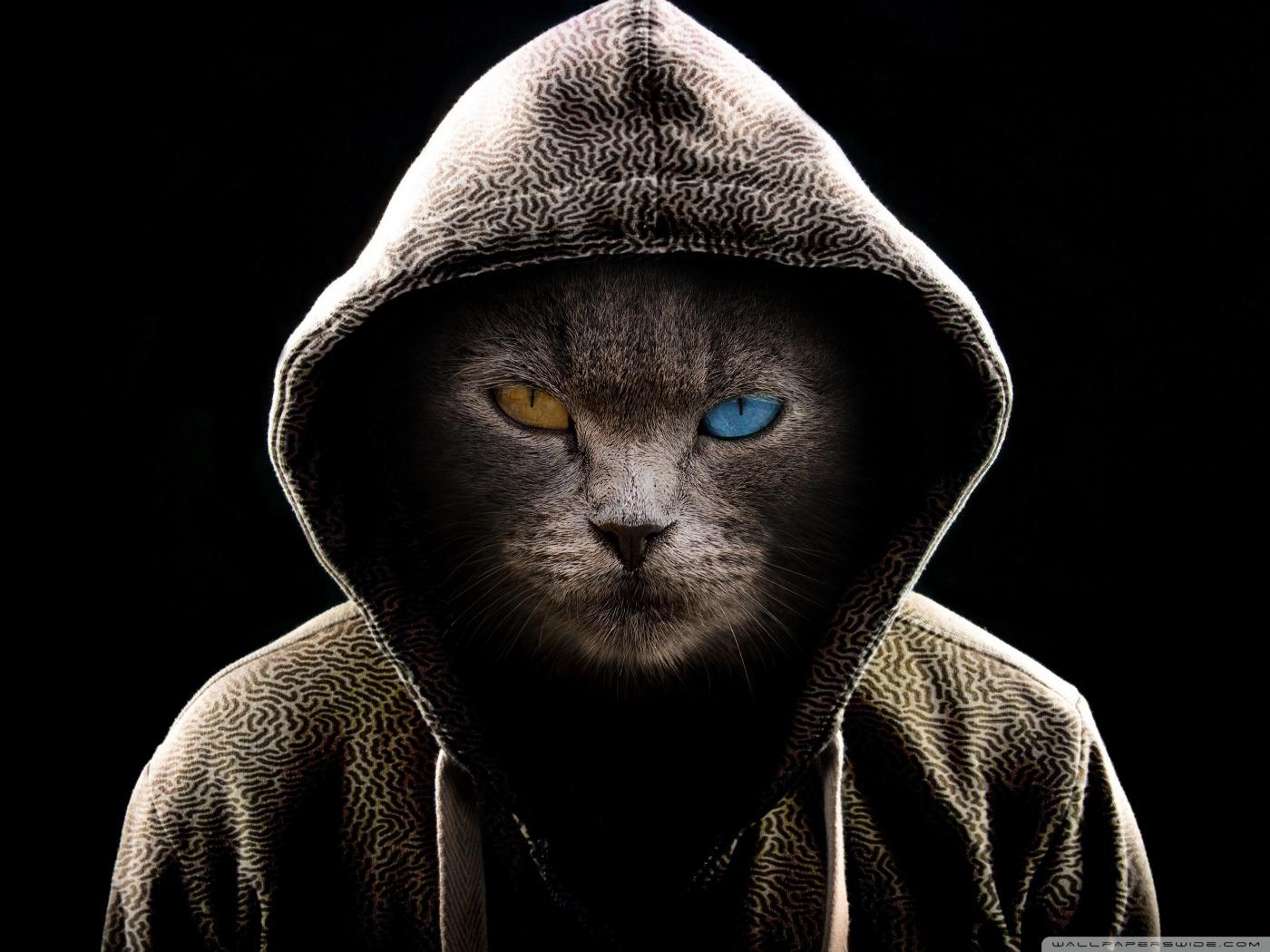 1400x1050 Undercover Cat Ultra HD Desktop Background Wallpaper for 4K UHD TV : Tablet