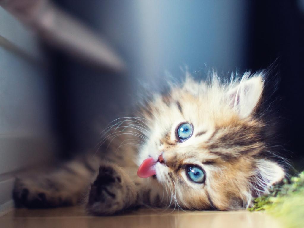 1024x768 Cat Name HD Wallpaper